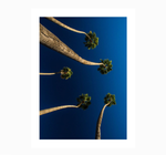 Pachypodium Lamerei