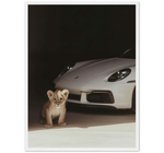 Porsche Animal
